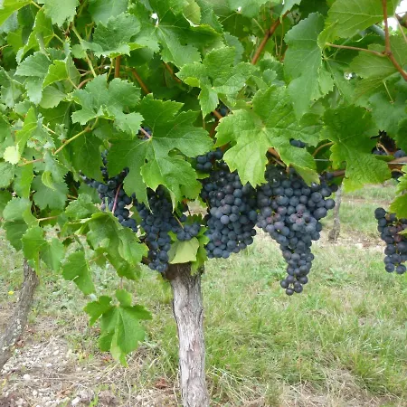 Bed and Breakfast Le Cerisier 3*