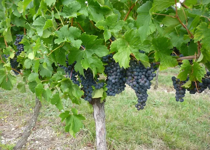 Bed & Breakfast Le Cerisier 3*